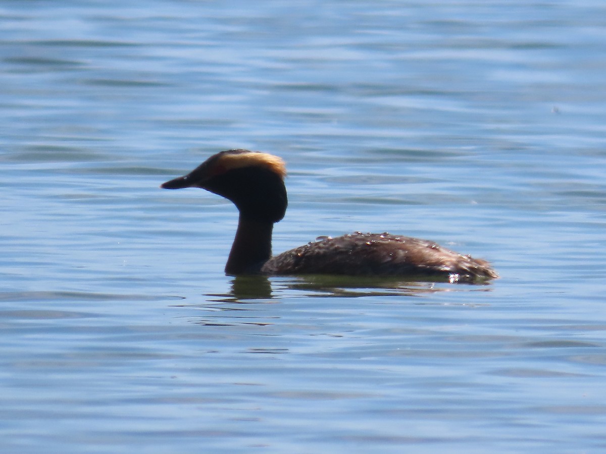 Horned Grebe - ML618940699