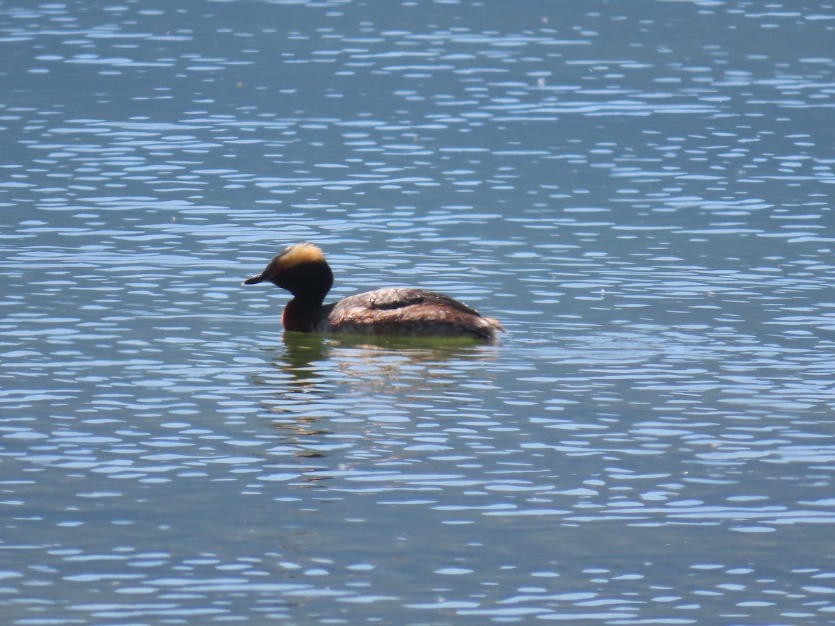 Horned Grebe - ML618940701