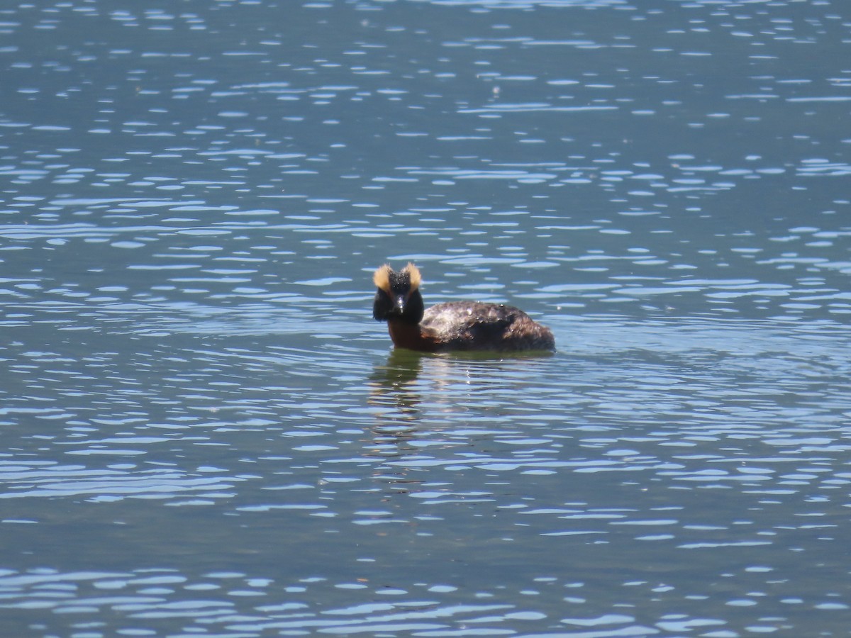 Horned Grebe - ML618940702