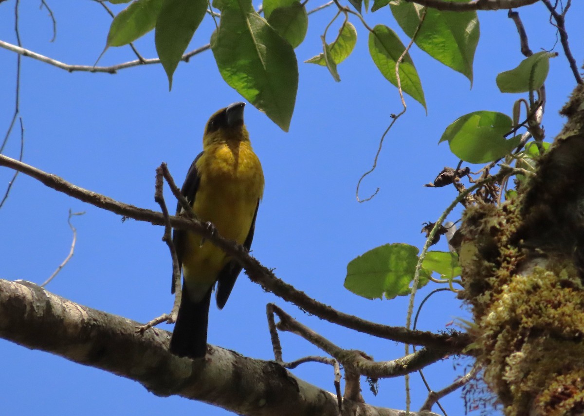 Black-thighed Grosbeak - Michelle Browning