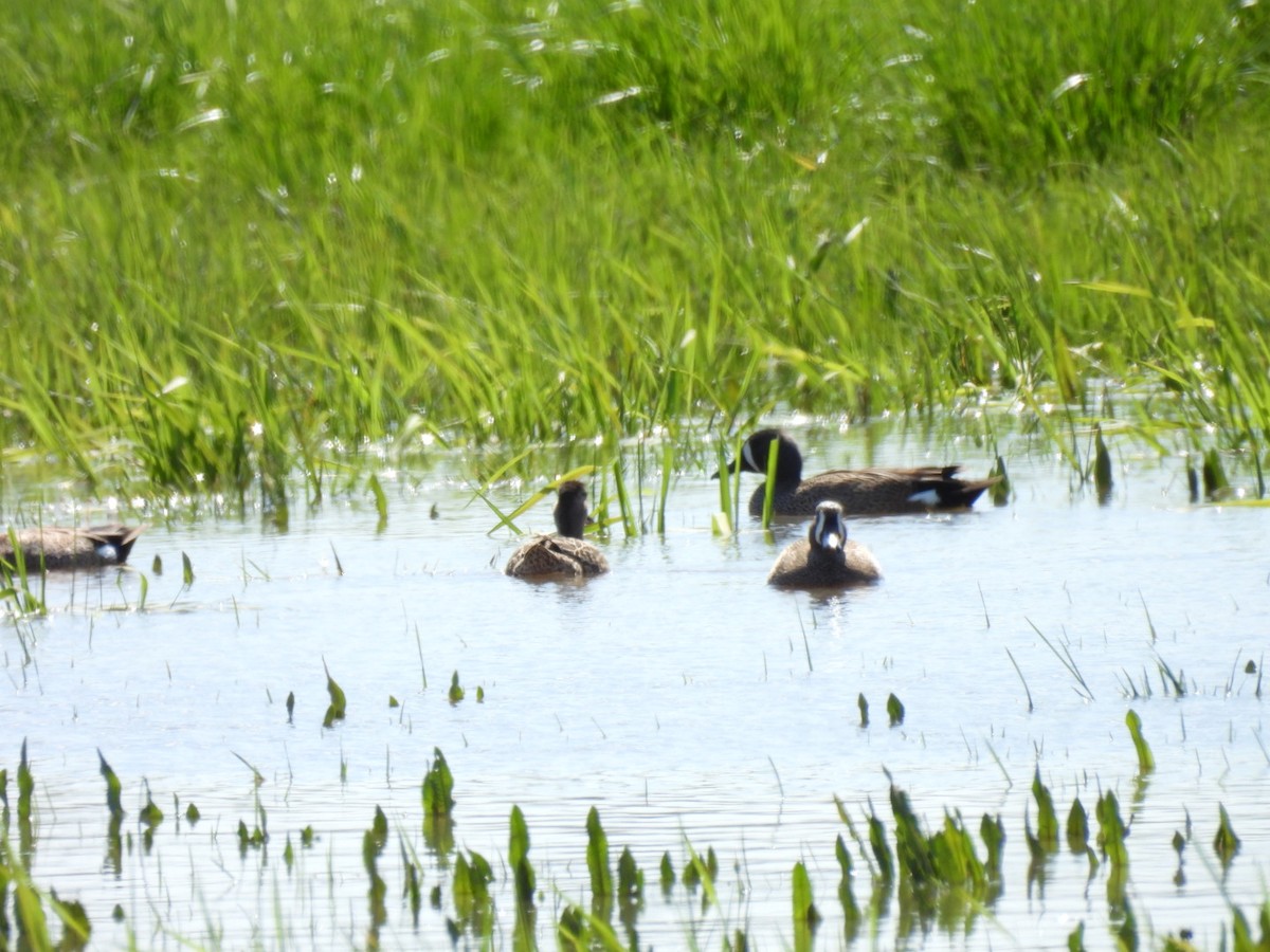 Blue-winged Teal - Hailey Everhart