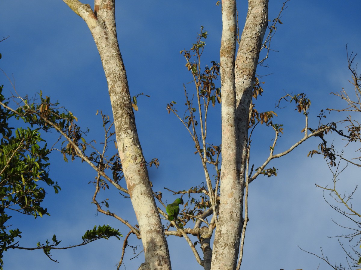 Amazone tavoua - ML618940736