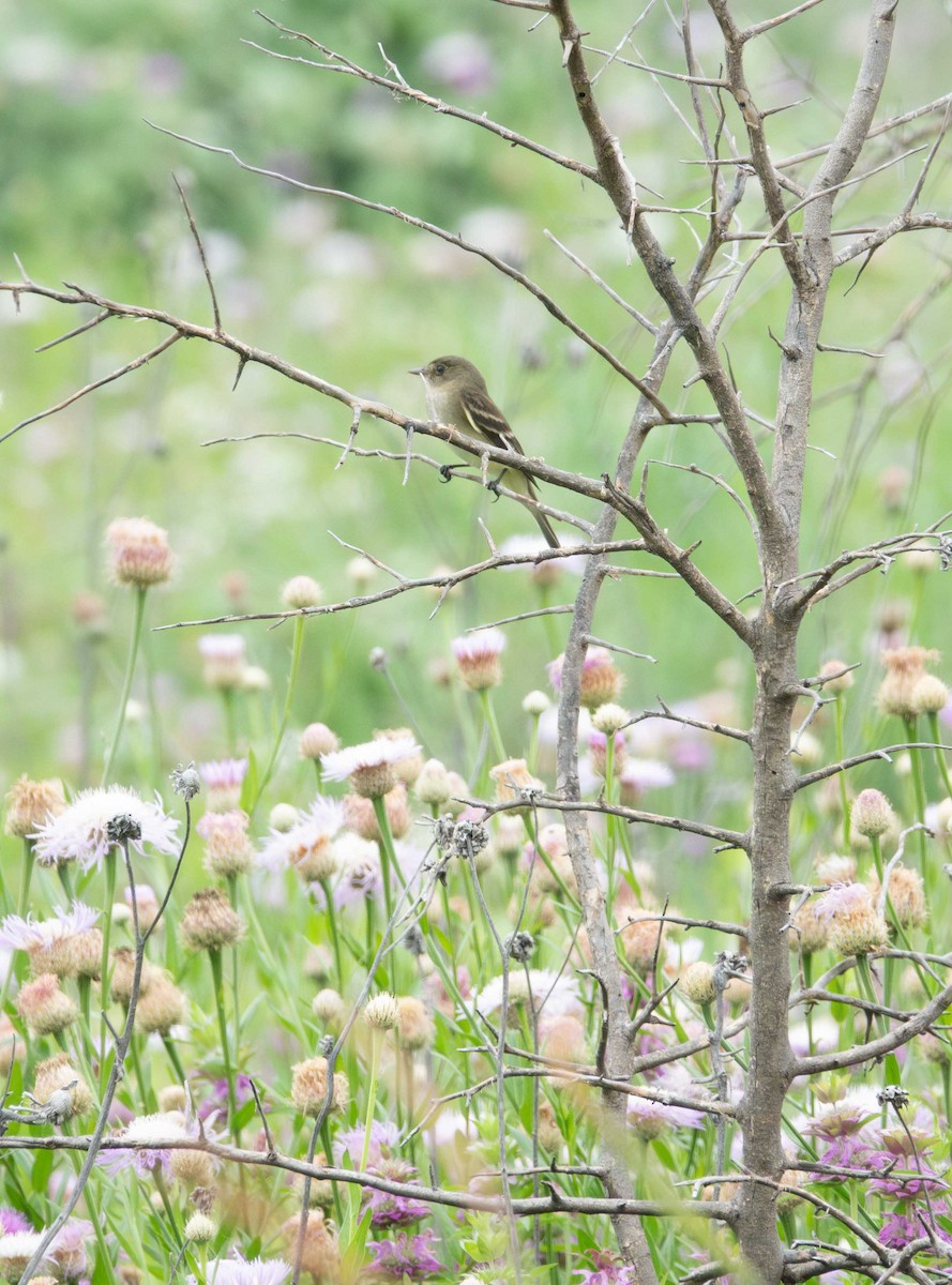 Least Flycatcher - ML618940748