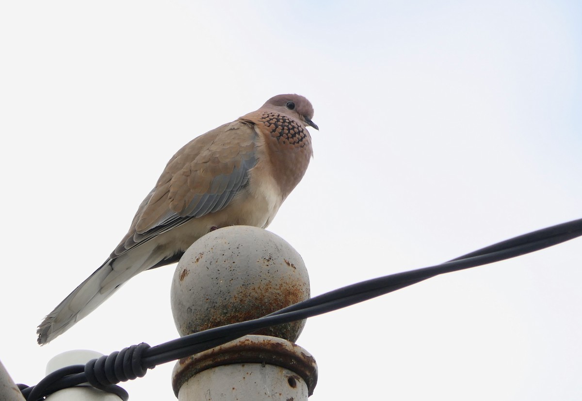 Laughing Dove - Hein Prinsen