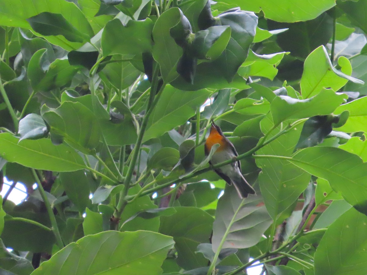 Flame-throated Warbler - Michelle Browning