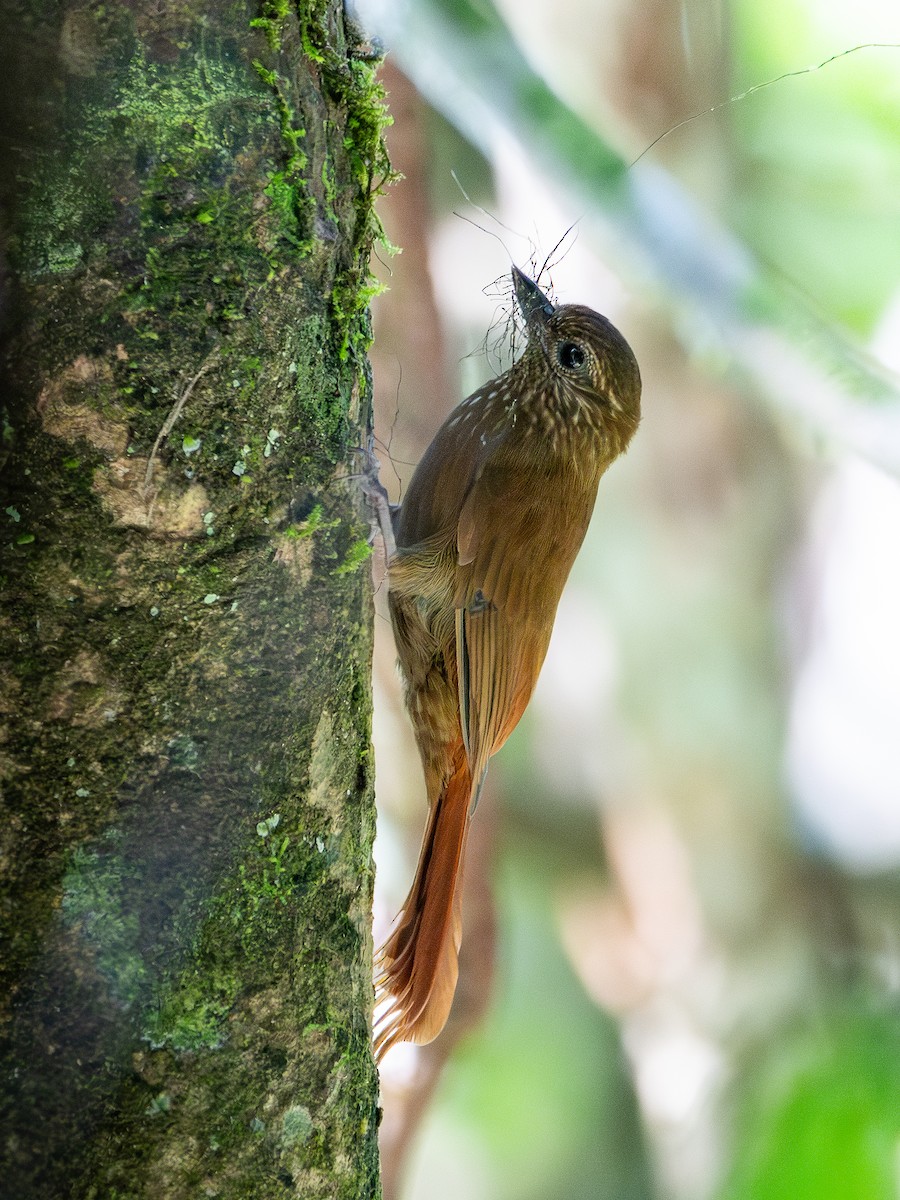 Wedge-billed Woodcreeper - Nestor Monsalve (@birds.nestor)