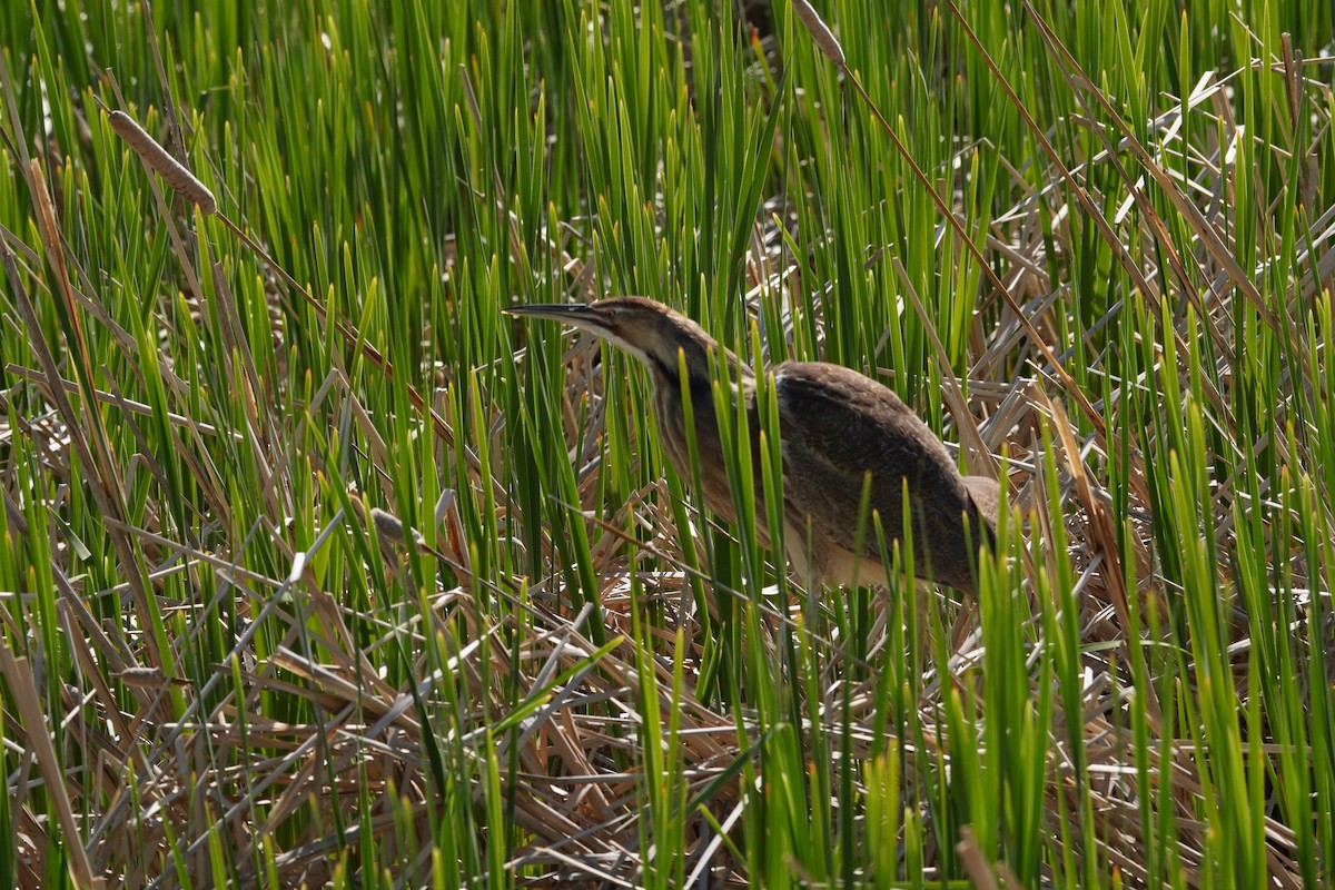 American Bittern - Kristy Dhaliwal