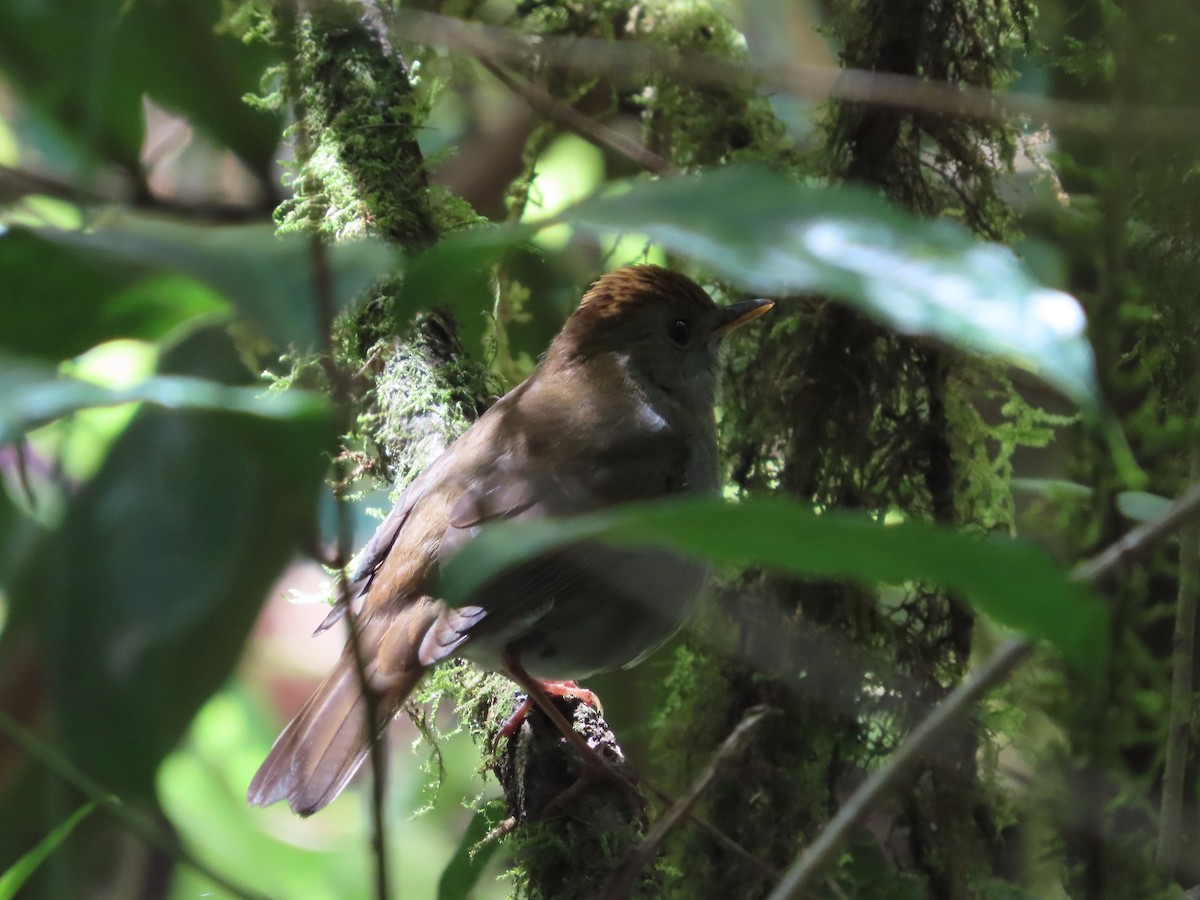 Ruddy-capped Nightingale-Thrush - Michelle Browning