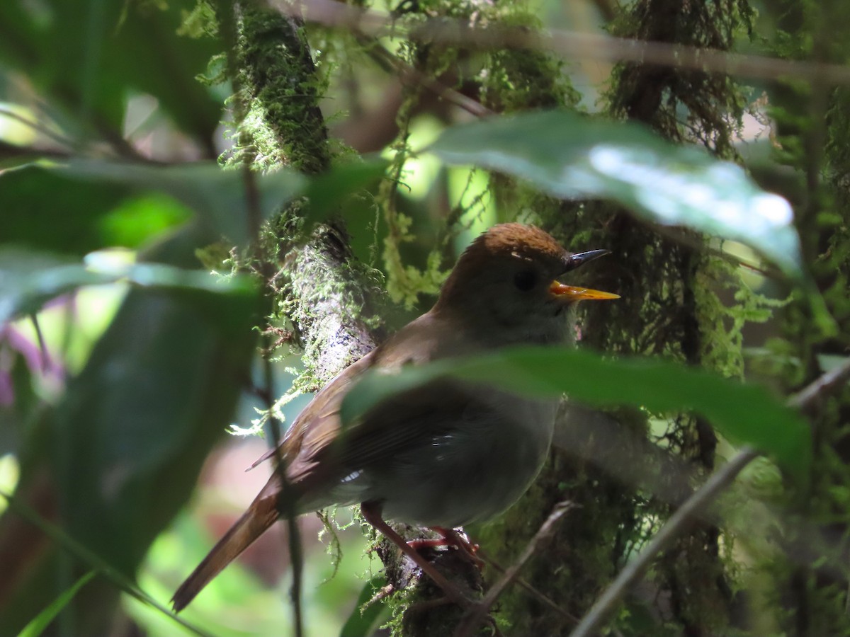 Ruddy-capped Nightingale-Thrush - Michelle Browning