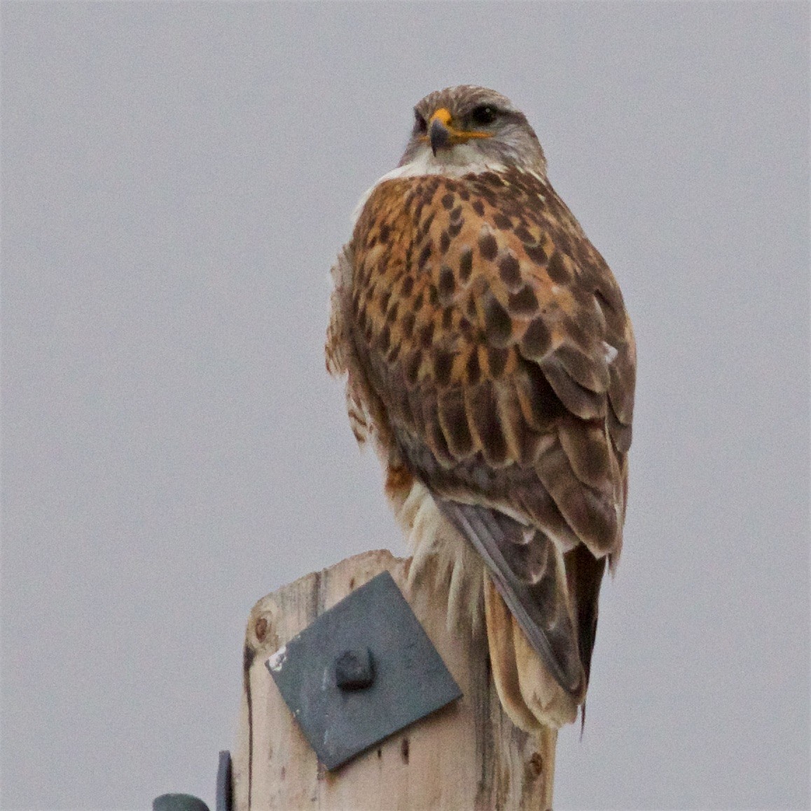 Ferruginous Hawk - Ed Harper