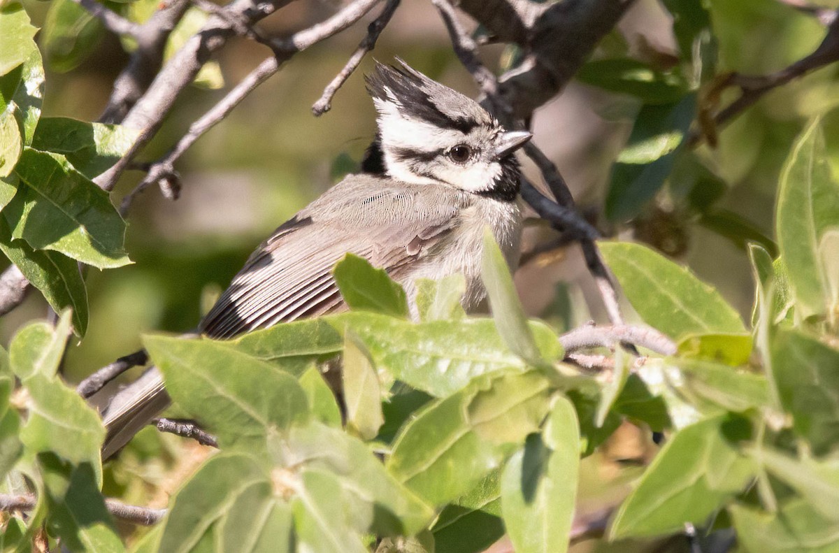 Bridled Titmouse - John Scharpen