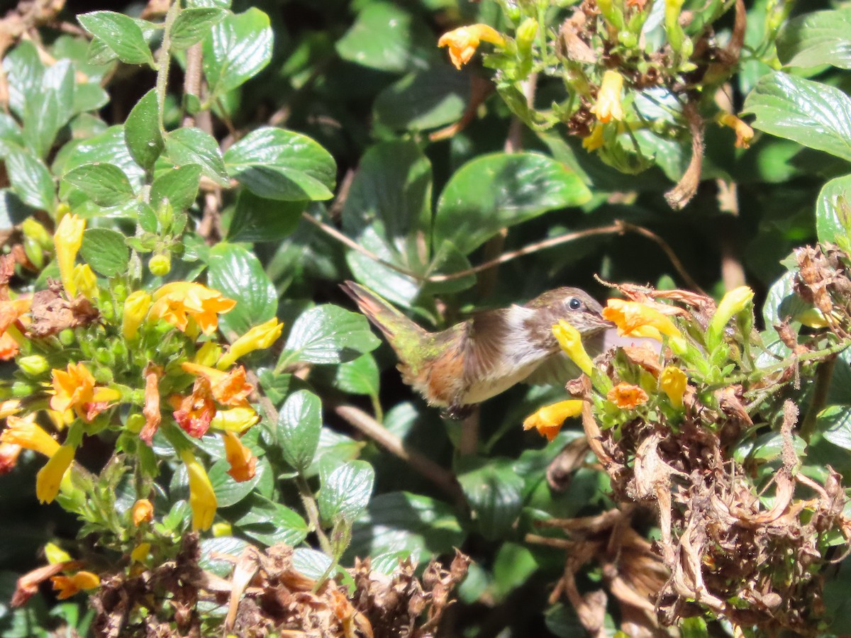 Scintillant Hummingbird - Michelle Browning