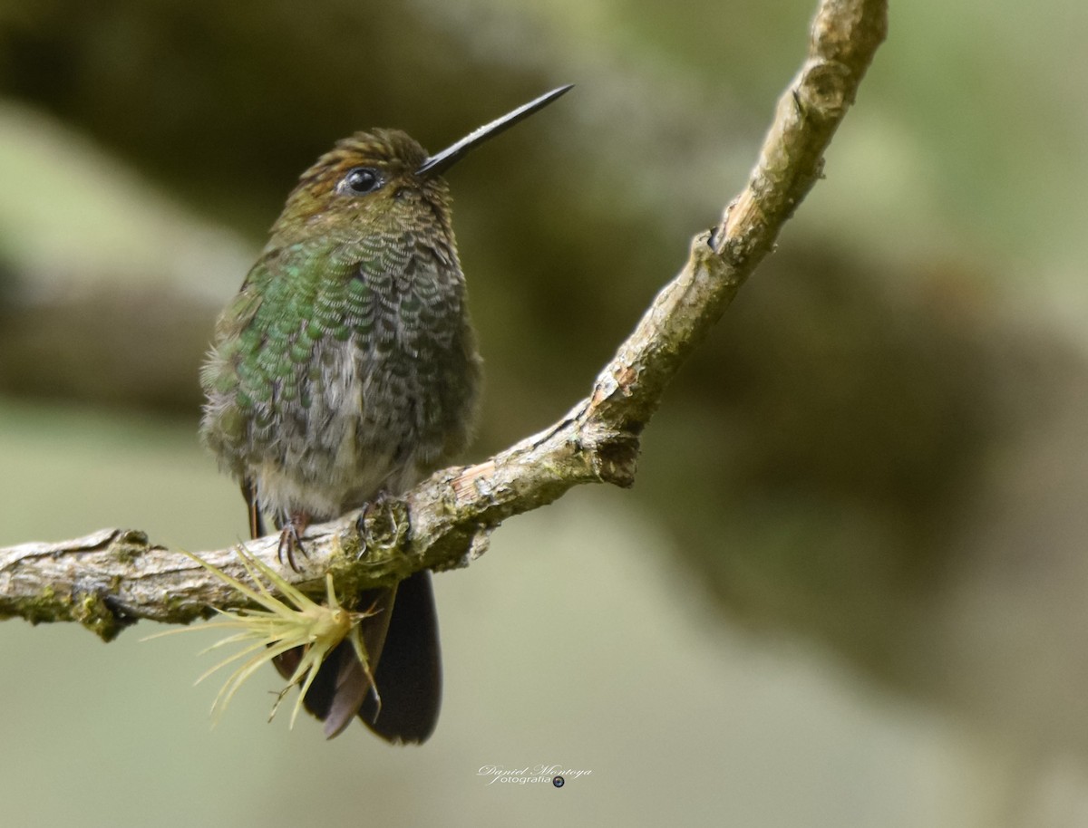 kolibřík zelenkavý - ML618940838