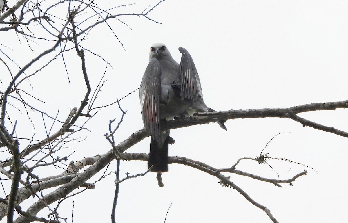 Mississippi Kite - ML618940848