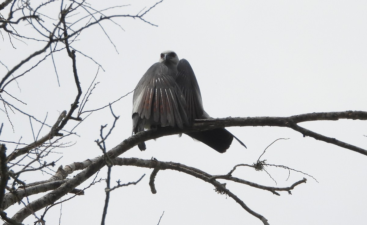 Mississippi Kite - Annette Daughdrill