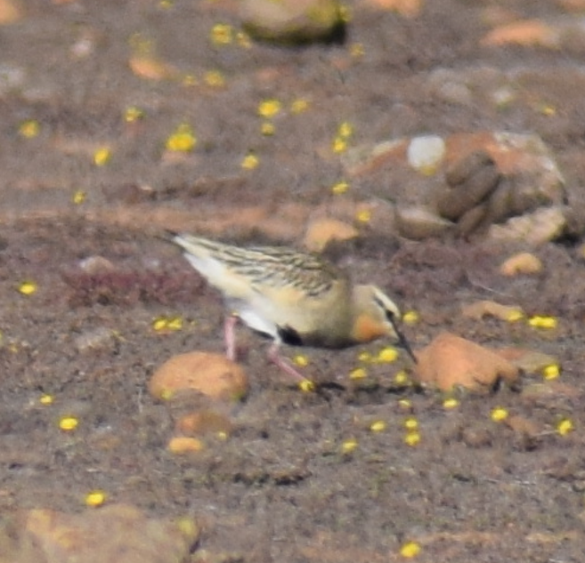 Tawny-throated Dotterel - ML618940850