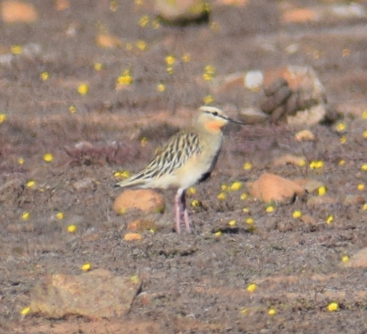 Tawny-throated Dotterel - ML618940852