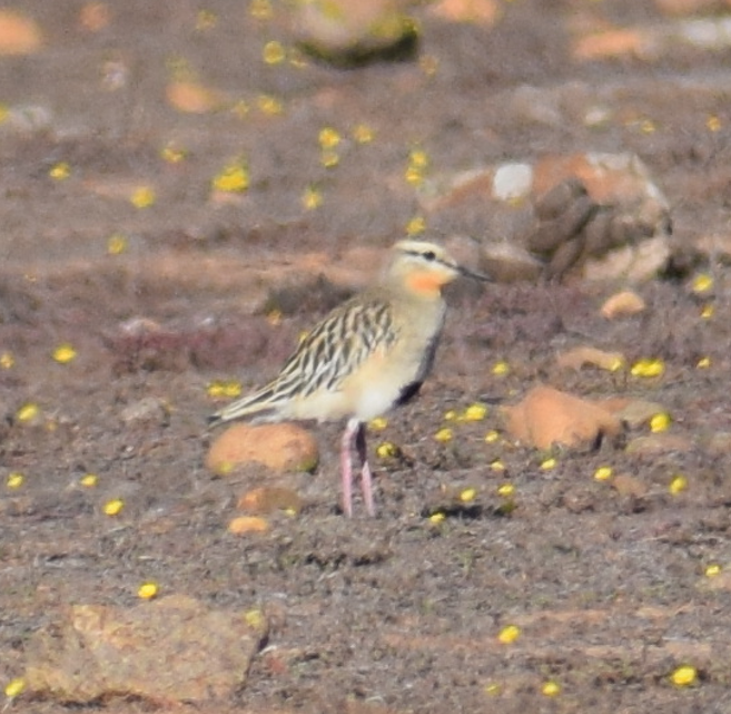 Tawny-throated Dotterel - ML618940853