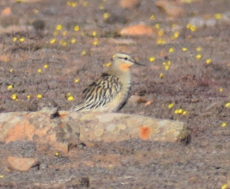 Tawny-throated Dotterel - ML618940855