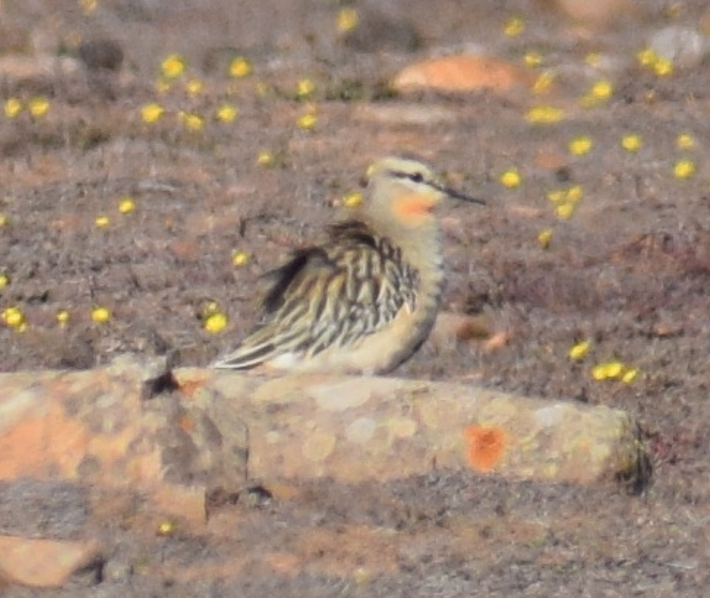 rusthalslo - ML618940856