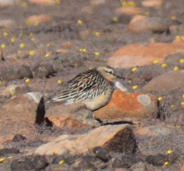 Tawny-throated Dotterel - Felipe Undurraga