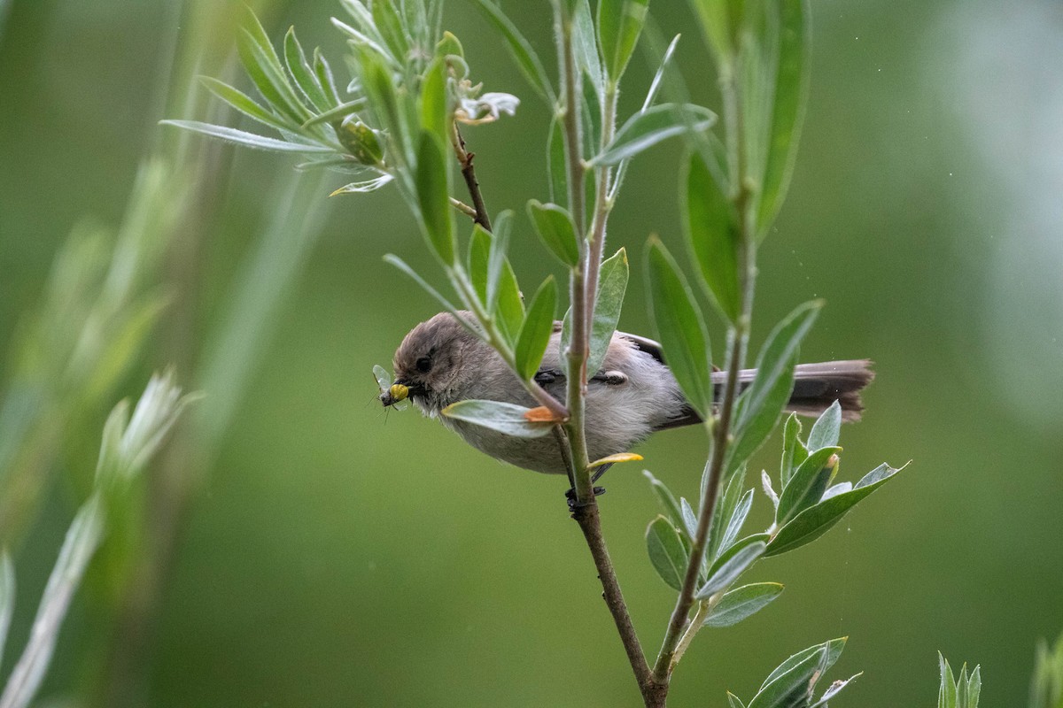 Bushtit - Jason Hummelt