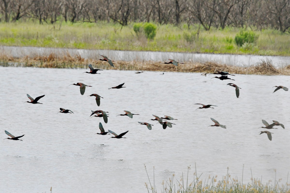 Glossy/White-faced Ibis - ML618940879