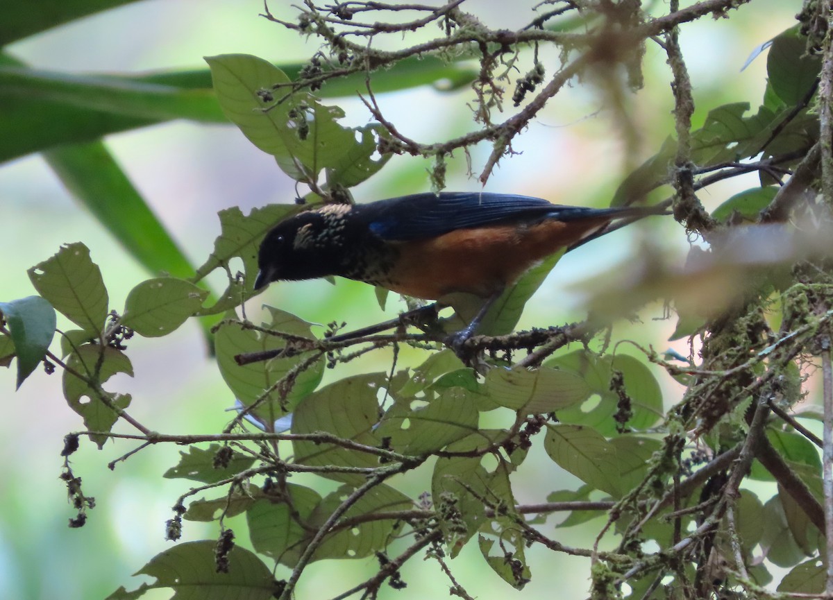 Spangle-cheeked Tanager - Michelle Browning