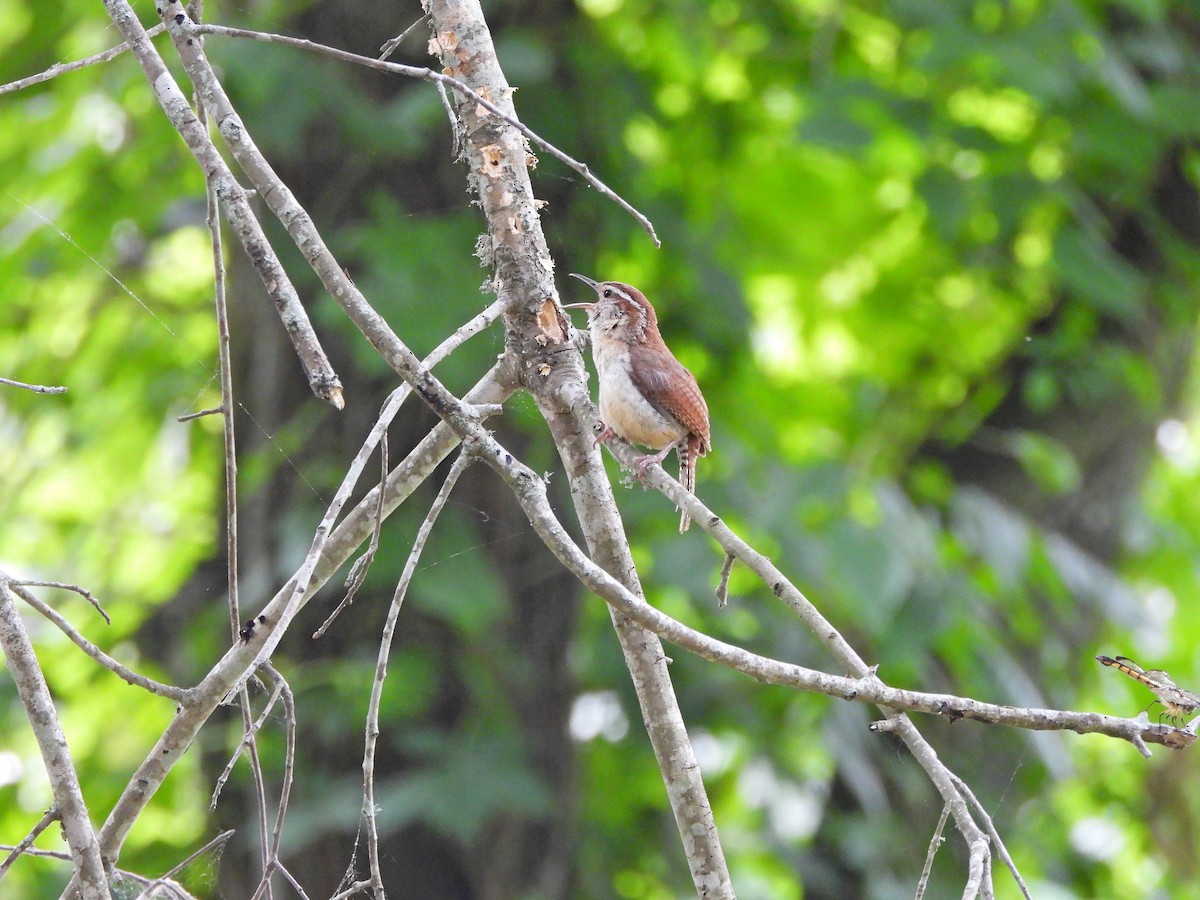 Carolina Wren - Annette Daughdrill