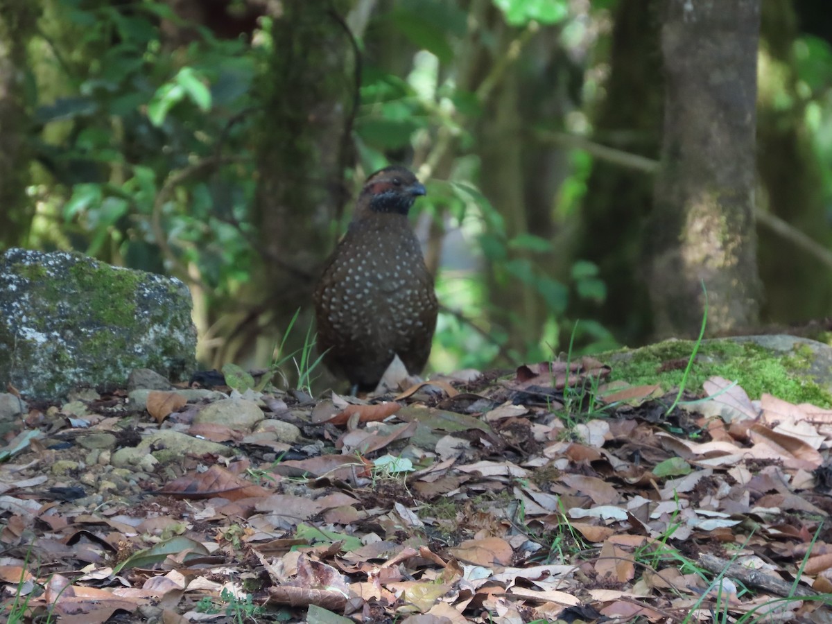 Spotted Wood-Quail - Michelle Browning