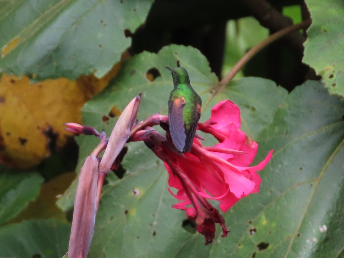 Colibrí Colirrayado - ML618940920