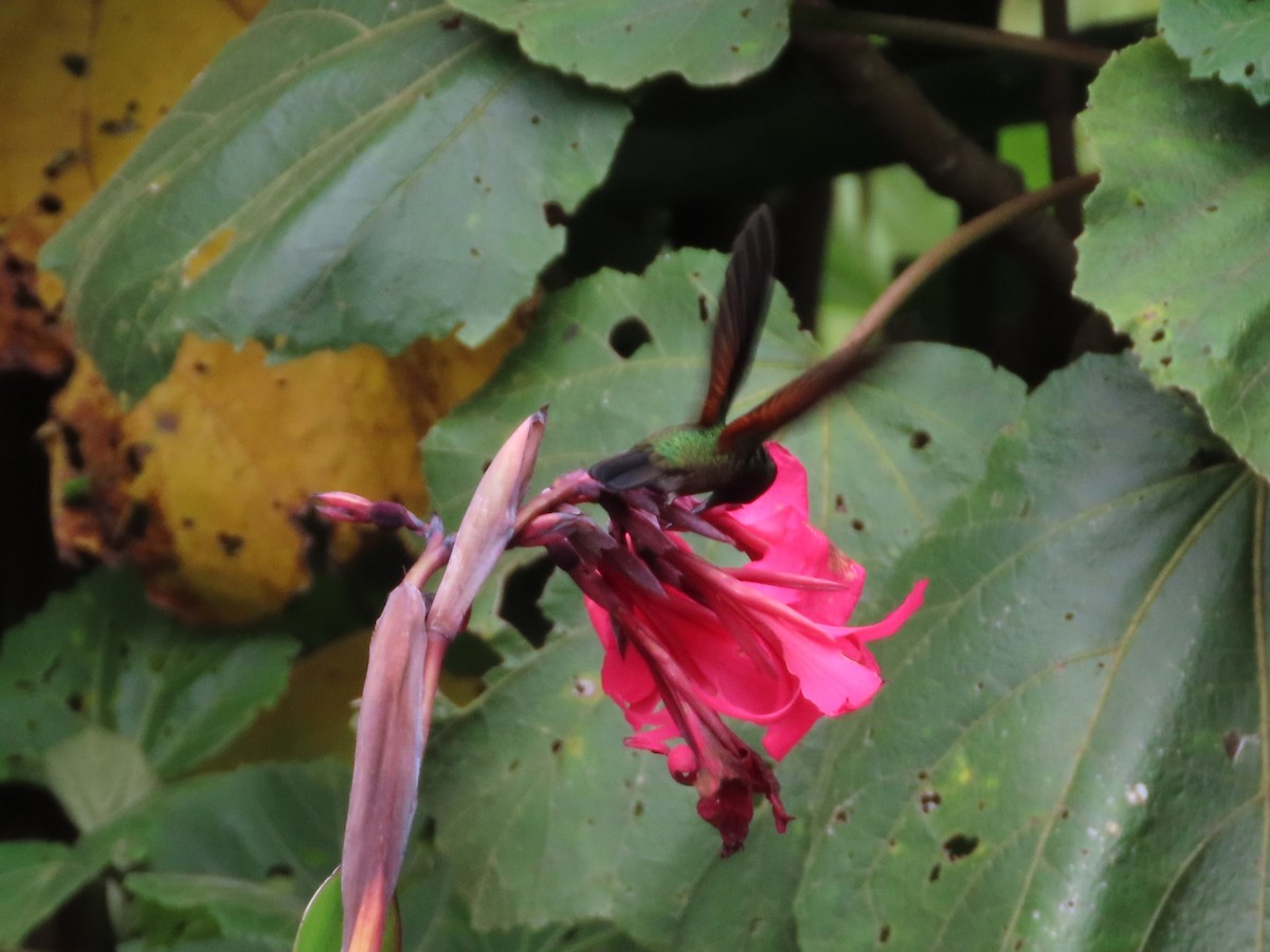 Stripe-tailed Hummingbird - Michelle Browning