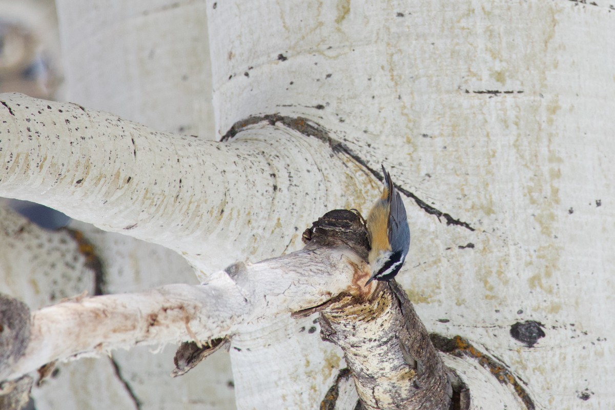 Red-breasted Nuthatch - A Branch