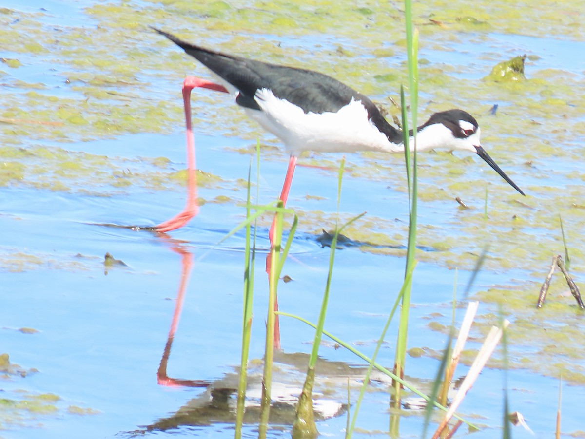 Black-necked Stilt - ML618940926