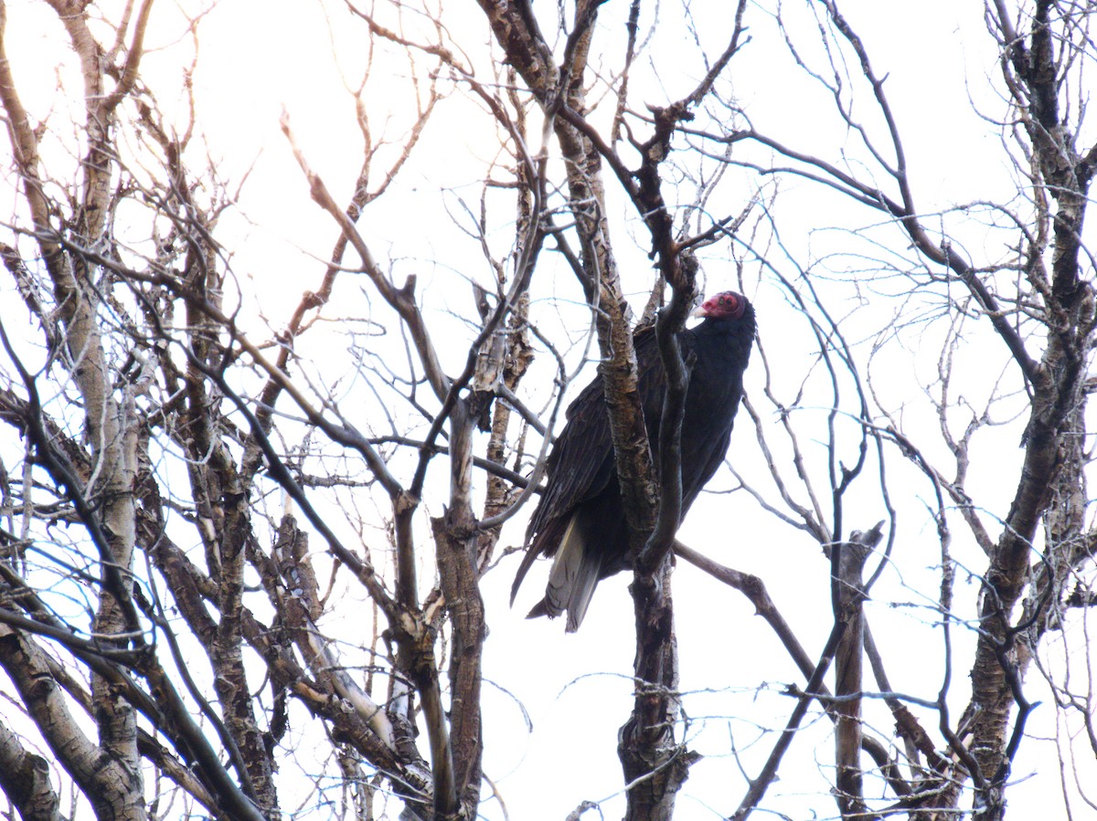 Turkey Vulture - ML618940947