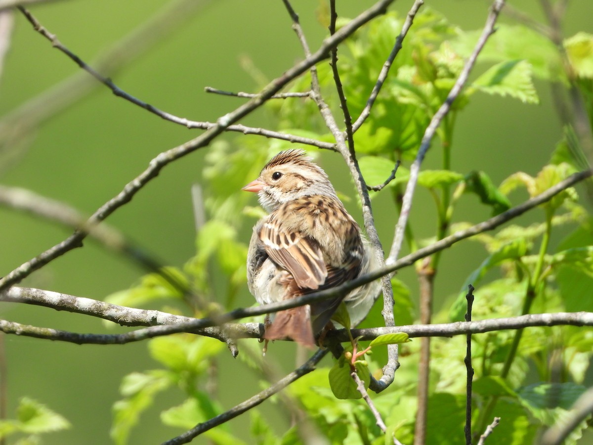 Clay-colored Sparrow - Max Sloan