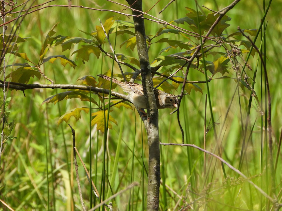 Clay-colored Sparrow - Max Sloan