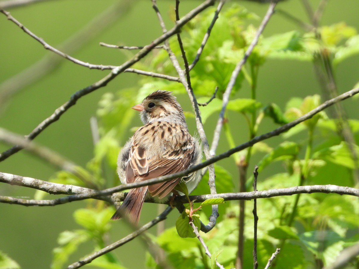 Clay-colored Sparrow - Max Sloan