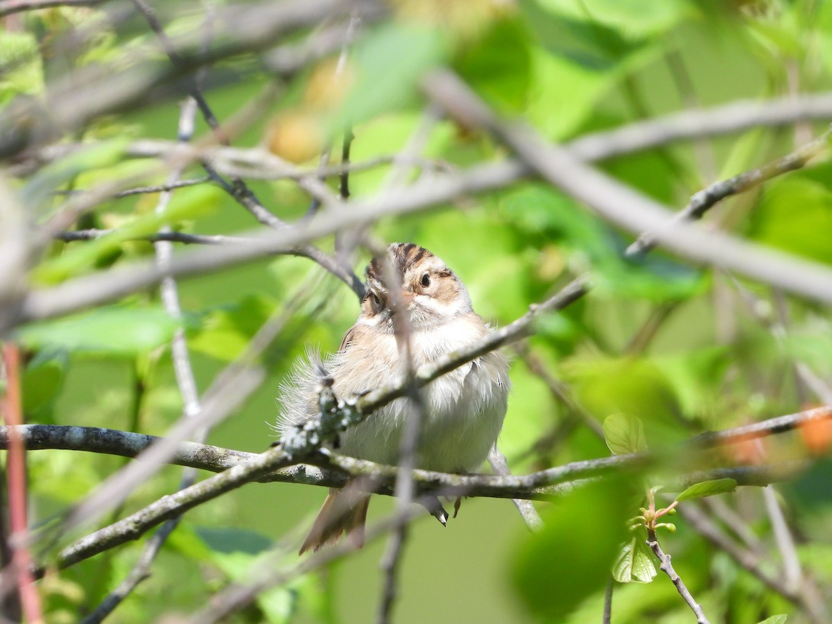 Clay-colored Sparrow - Max Sloan