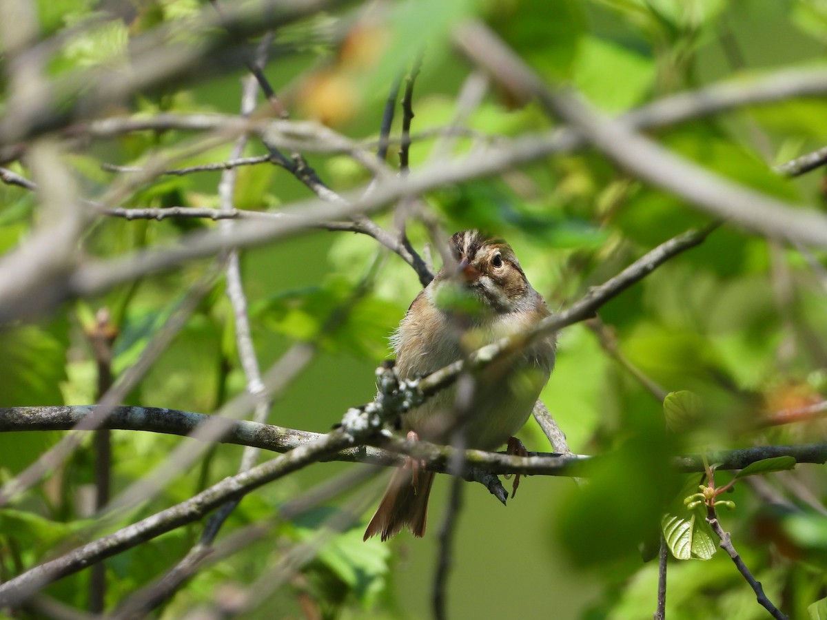 Clay-colored Sparrow - Max Sloan