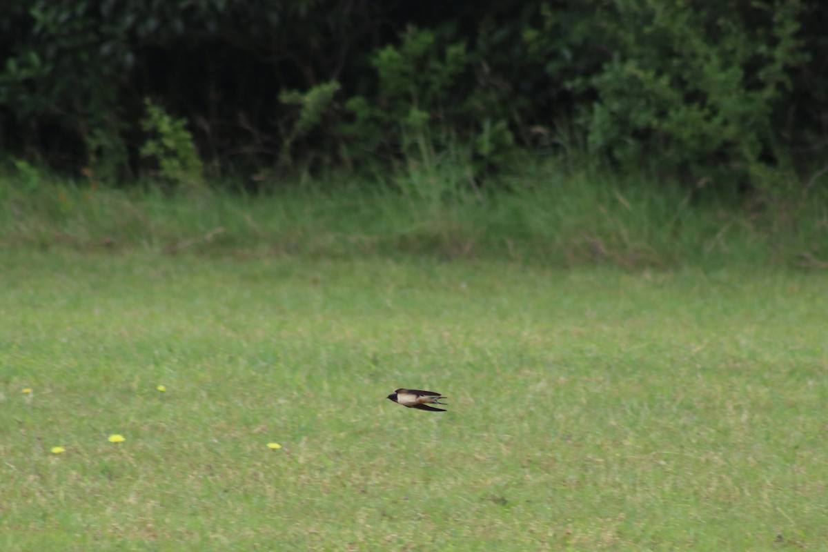 Barn Swallow - ML618940970