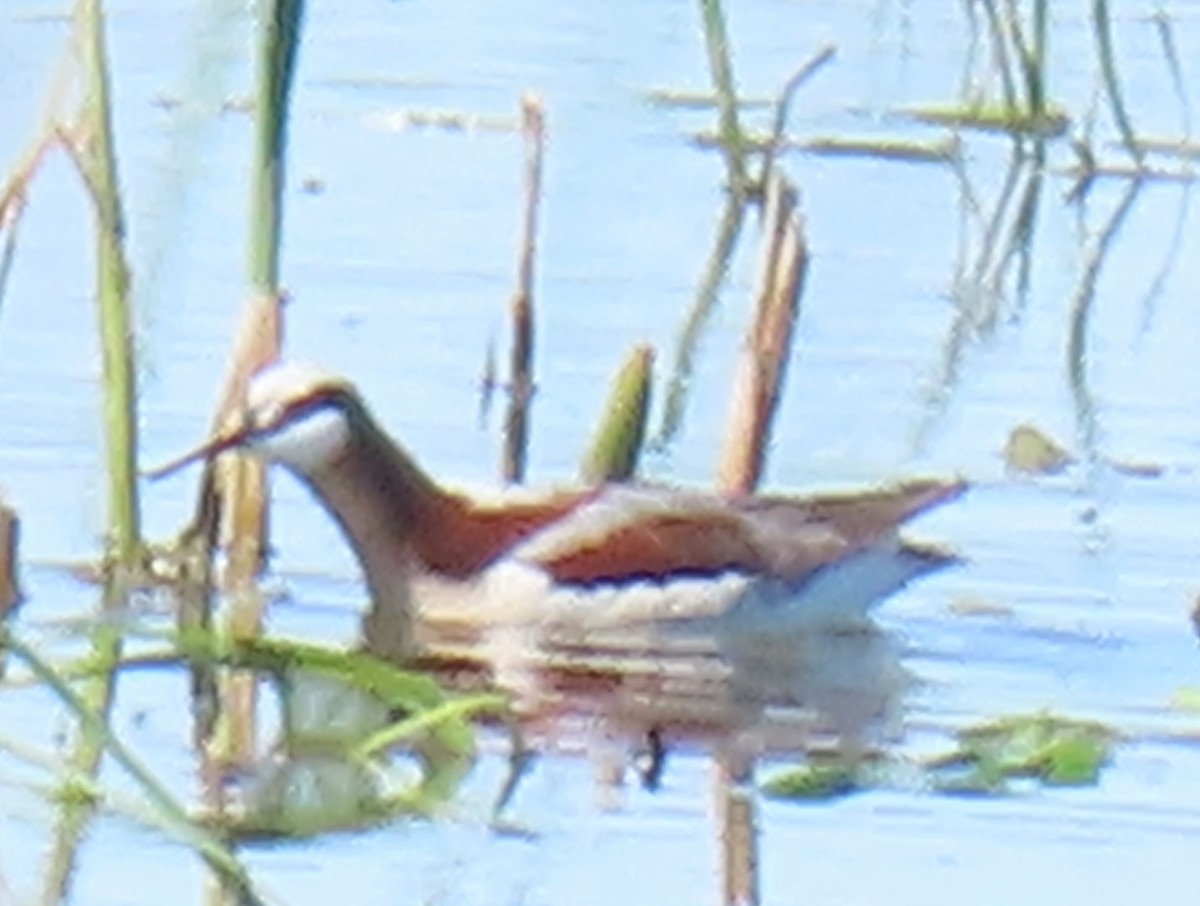 Wilson's Phalarope - ML618940973