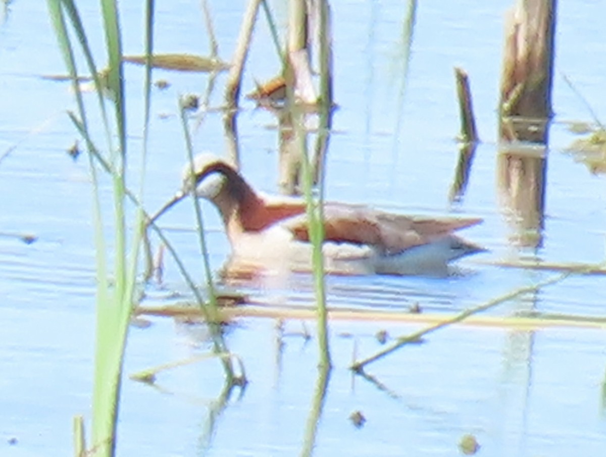 Falaropo Tricolor - ML618940975