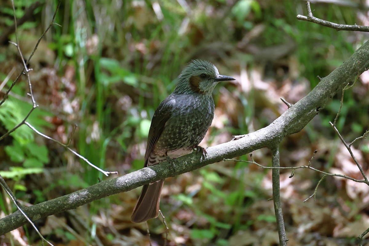 Brown-eared Bulbul - ML618940978