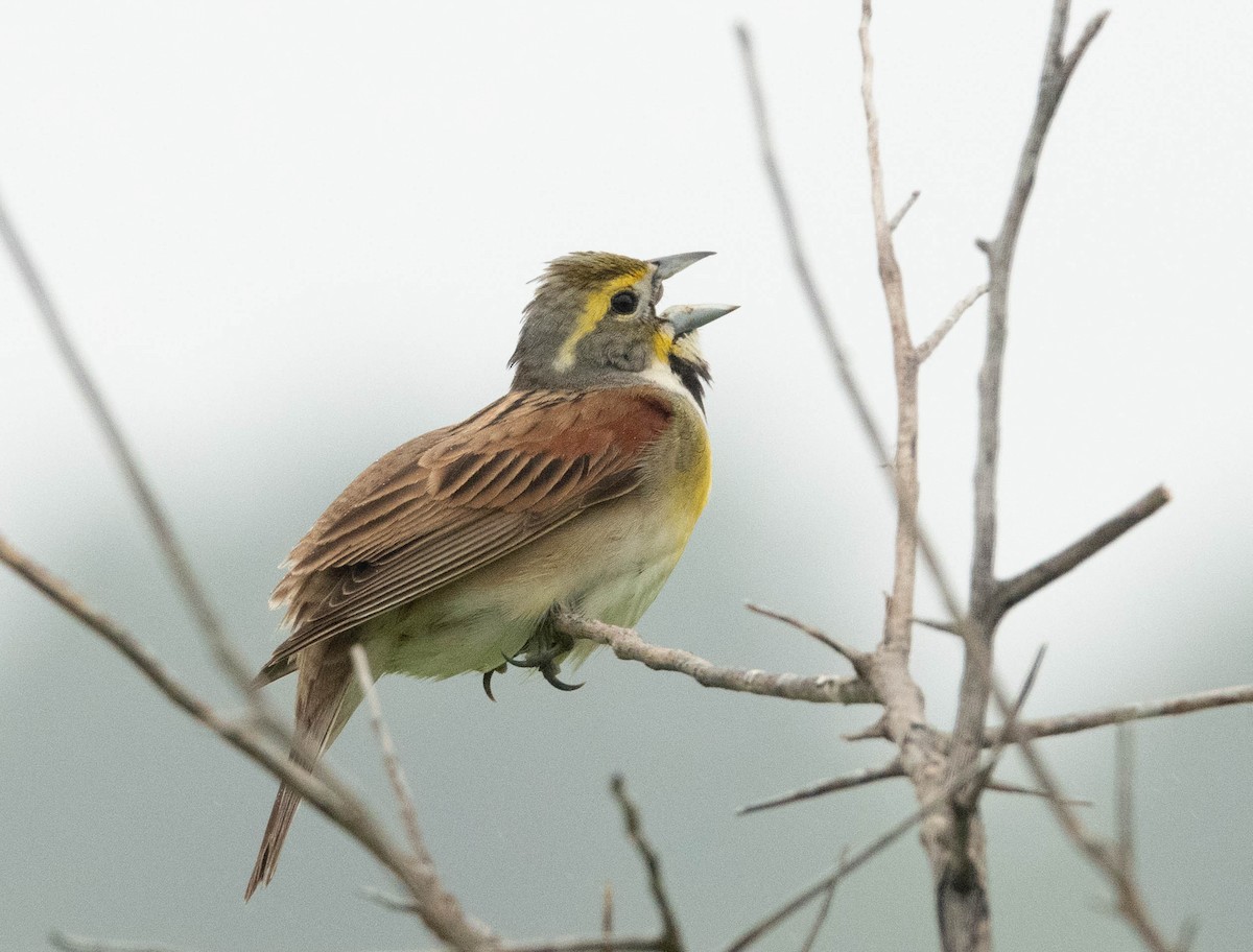 Dickcissel - Rachel Zierzow