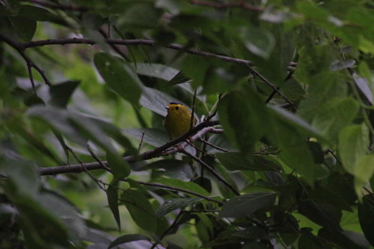 Wilson's Warbler - Kevin Ramirez