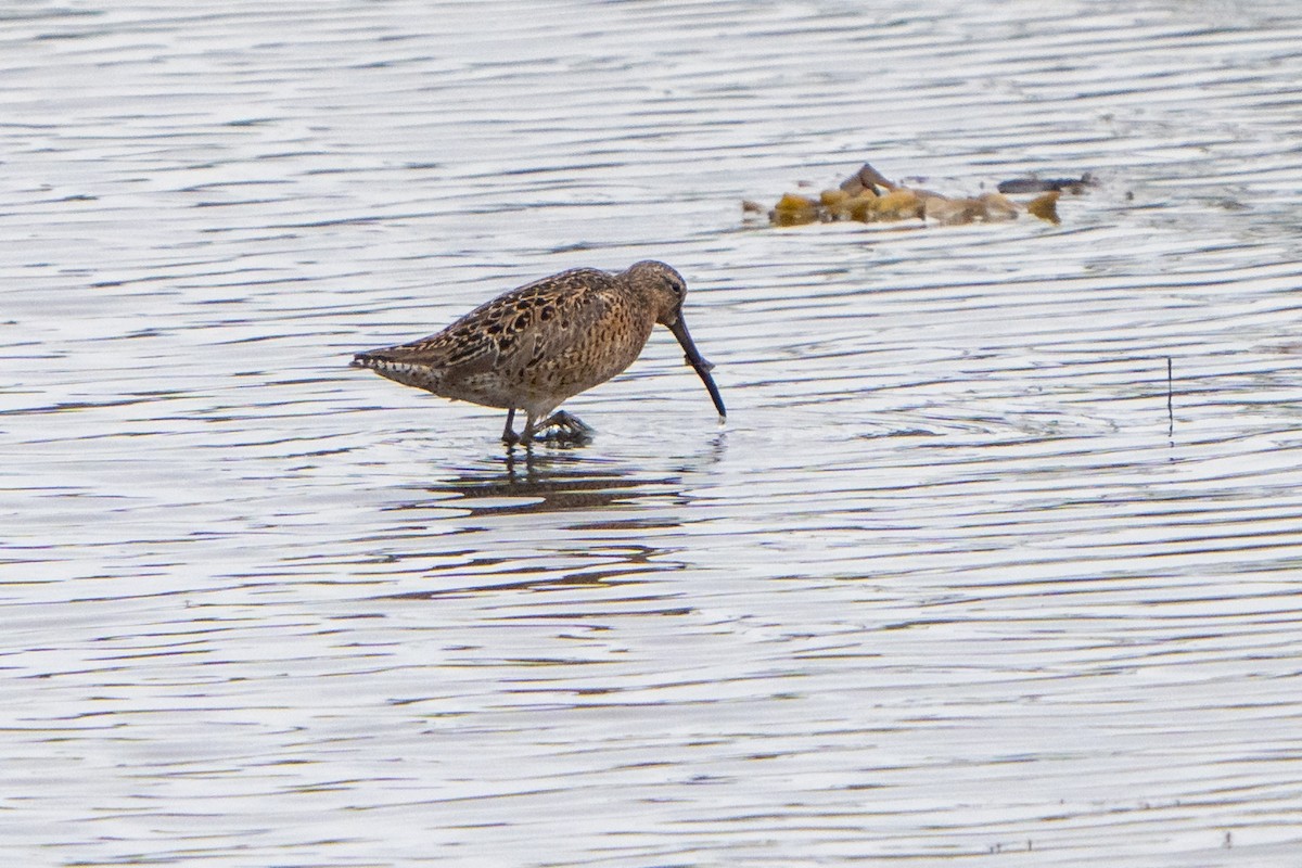 Short-billed Dowitcher - Peter Lypkie