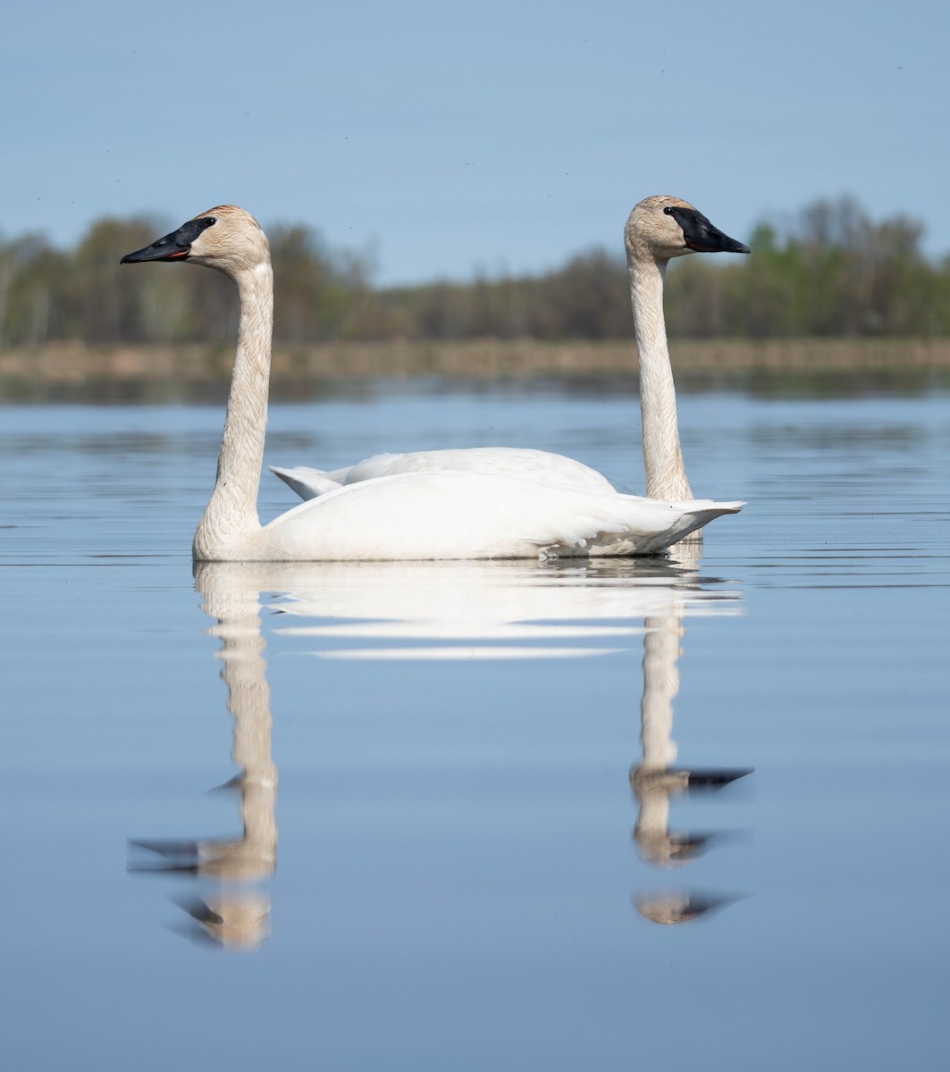 Trumpeter Swan - Joshua Kline