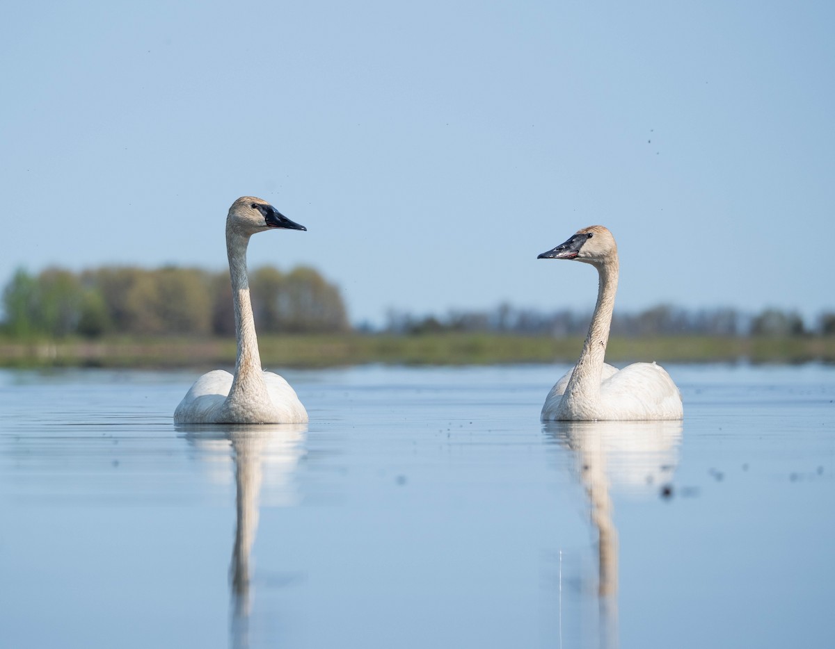 Trumpeter Swan - Joshua Kline