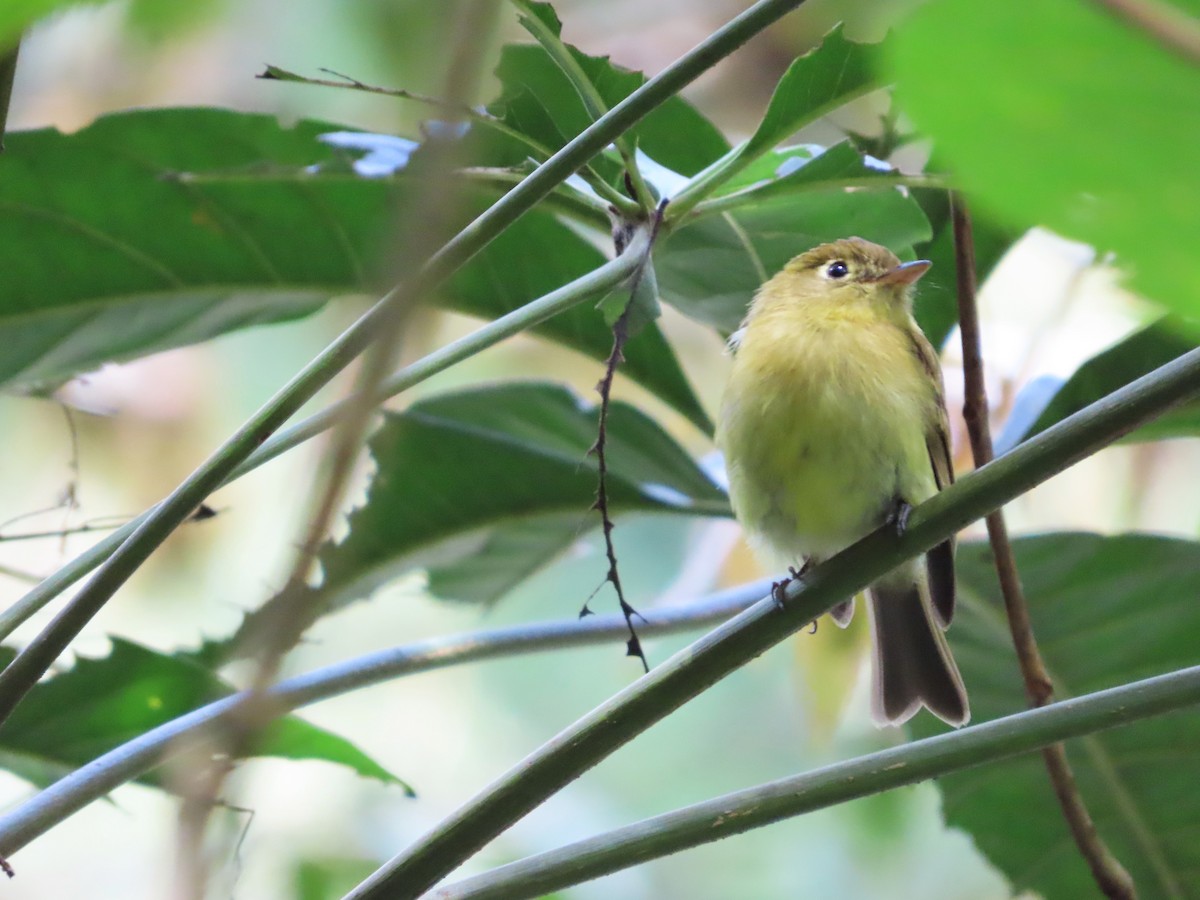 Yellowish Flycatcher - Michelle Browning